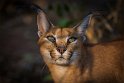 055 Tshukudu Private Game Reserve, caracal